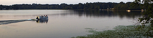 cattails