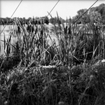 cattails