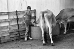 watercow